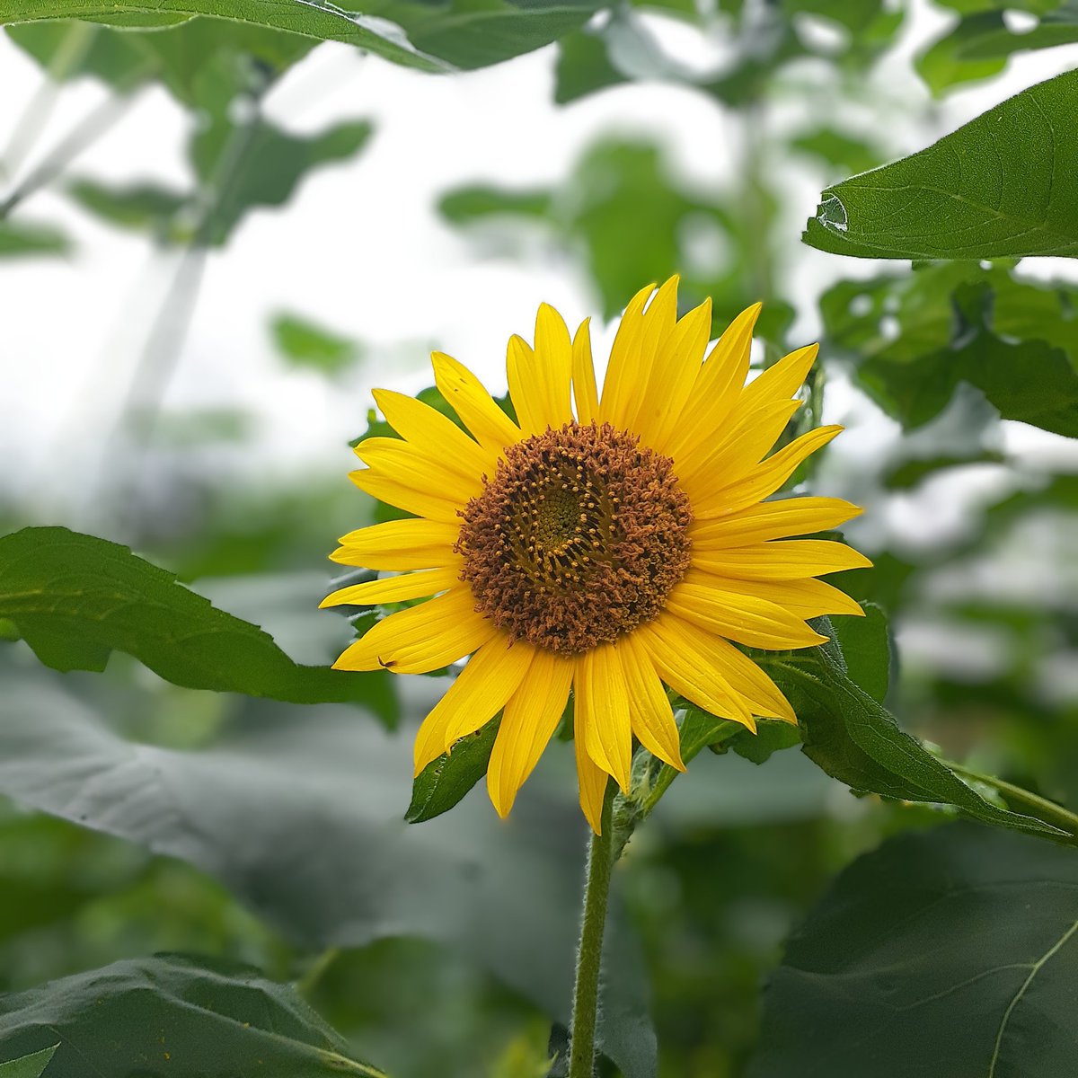 ひまわり咲いたよ (=^・^=)🌻