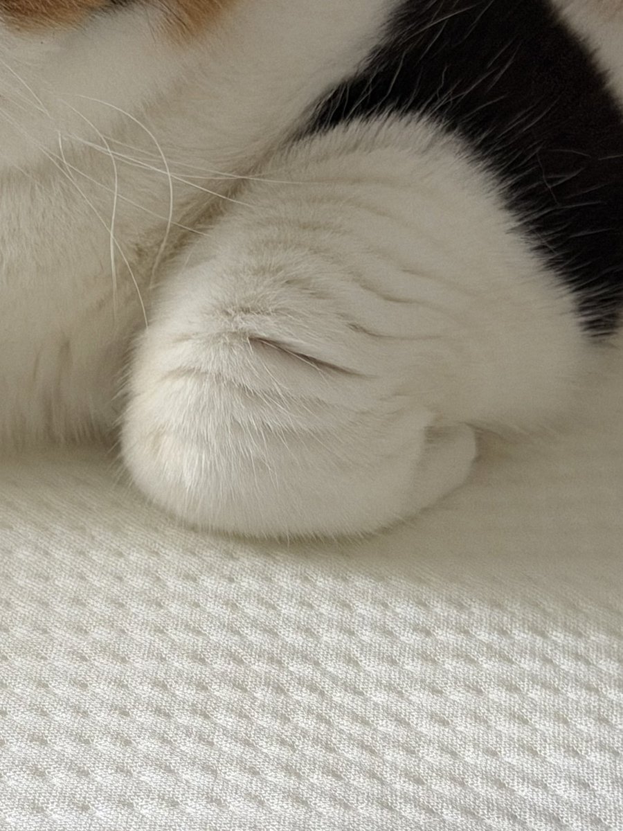 oage_cat's tweet photo. もっちり https://t.co/pA4uJx2uJy