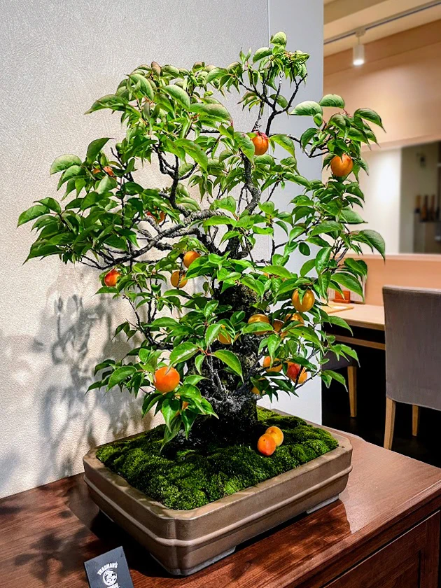 旬席割烹 しとり_公式サイト Japanese restaurant shitoRi в X: „今週