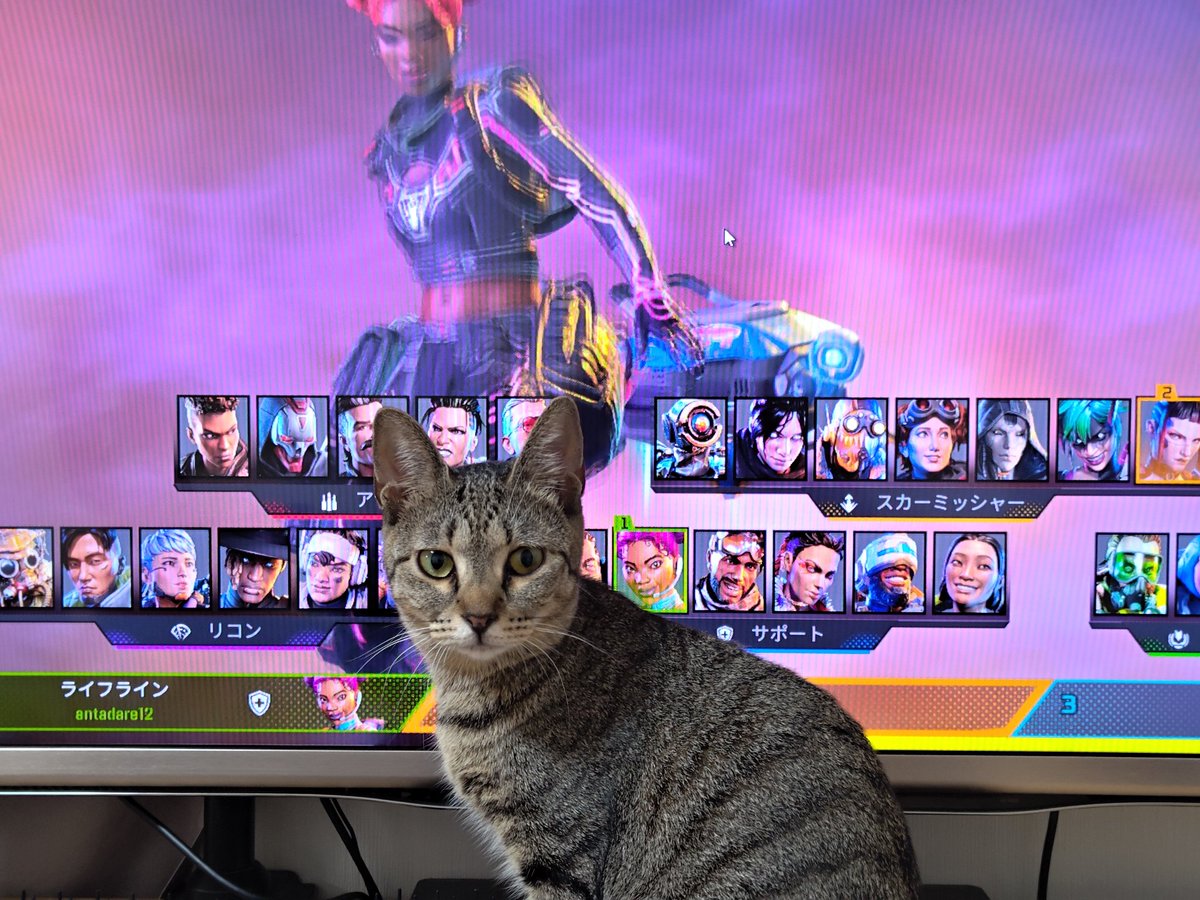 pekora_pethito's tweet photo. 猫です、邪魔してないです🐱
私が新レジェンドです！ https://t.co/3bEsyHuvBw