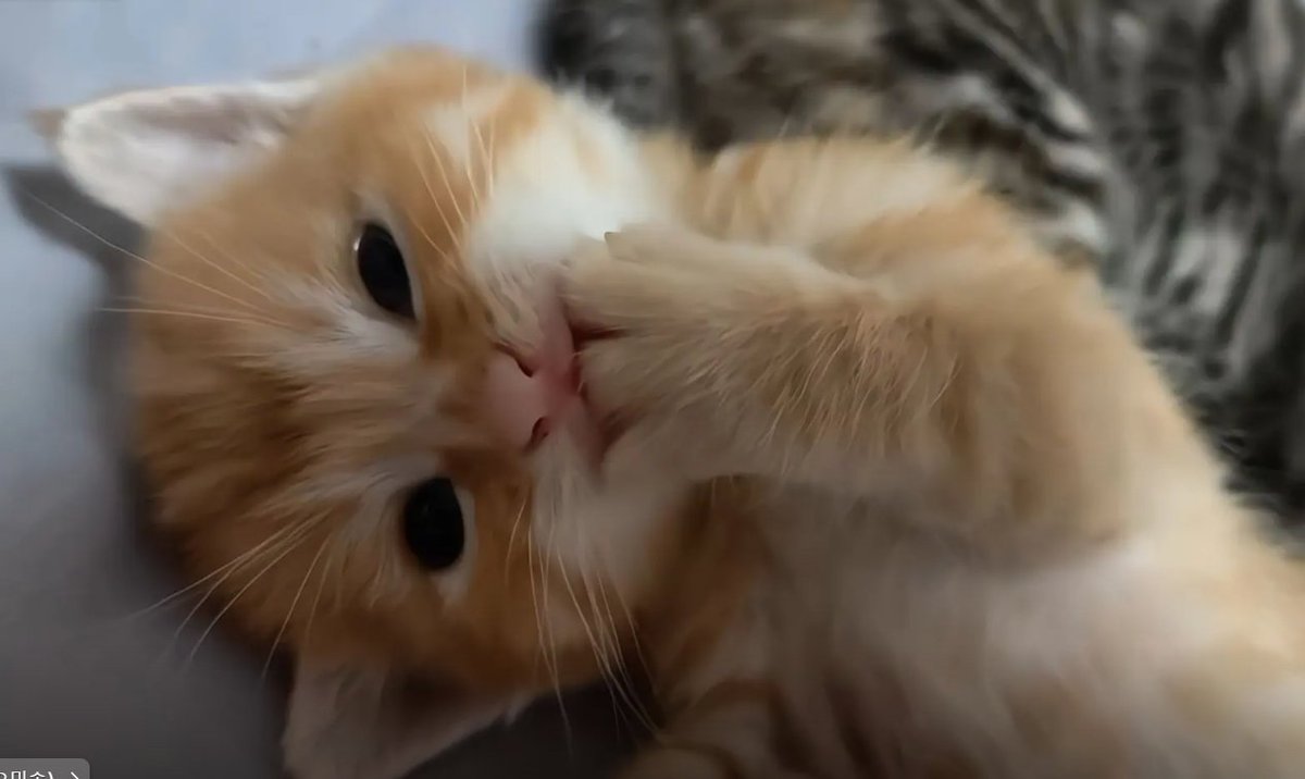 culAnimal's tweet photo. 吮吸手指的小猫 https://t.co/sCSZefrV92