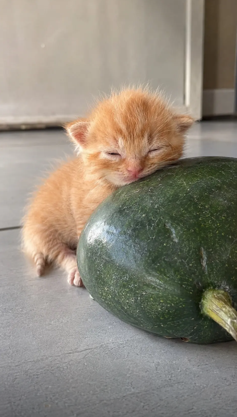 culAnimal's tweet photo. https://t.co/TIfzPguEgR