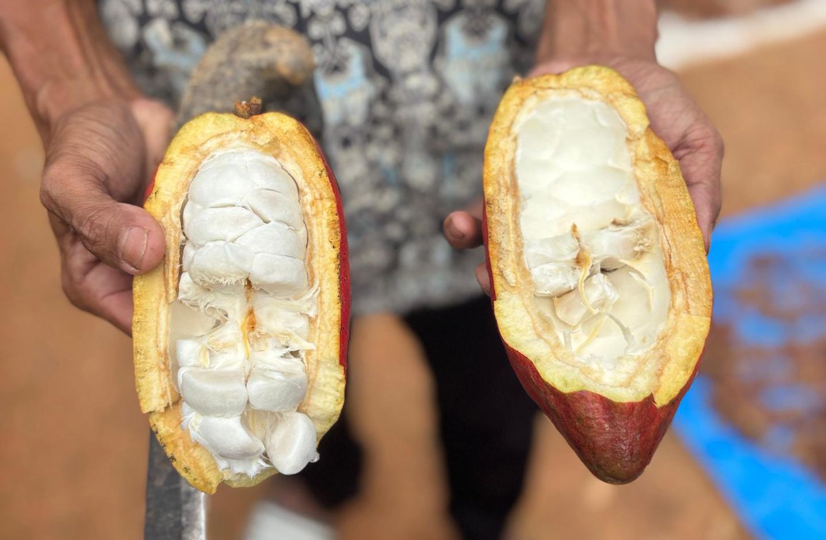 pnud's tweet photo. En cada grano de cacao hay historias de personas, naturaleza y esperanza.

Este #DíaDelChocolate, conoce comunidades de siete países que están restaurando ecosistemas, protegiendo la biodiversidad y construyendo un futuro más sostenible a través del 🍫: https://t.co/4nHIwgvW9w https://t.co/ng2xcqc5oT