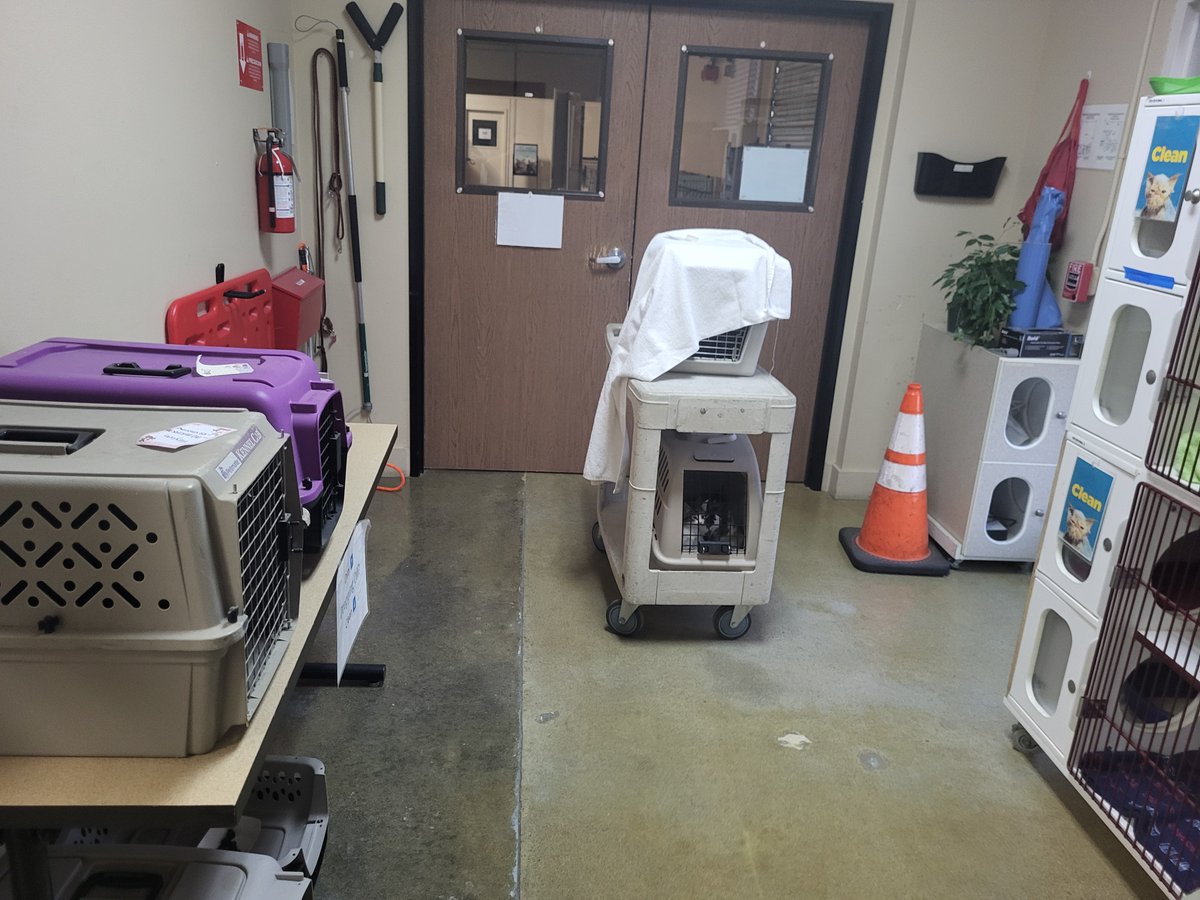 sdhumane's tweet photo. Last night we assisted #CampPendleton Animal Shelter by evacuating their pets due to the #Pipelinefire. 7 dogs and 8 cats spent the night at our Oceanside and Escondido Campuses. https://t.co/TNFoYsQyFu