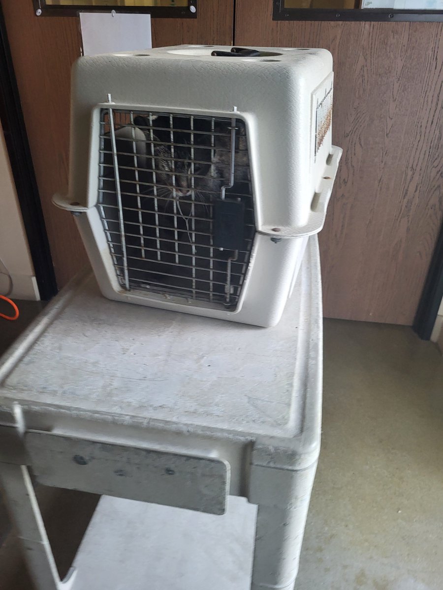 sdhumane's tweet photo. Last night we assisted #CampPendleton Animal Shelter by evacuating their pets due to the #Pipelinefire. 7 dogs and 8 cats spent the night at our Oceanside and Escondido Campuses. https://t.co/TNFoYsQyFu