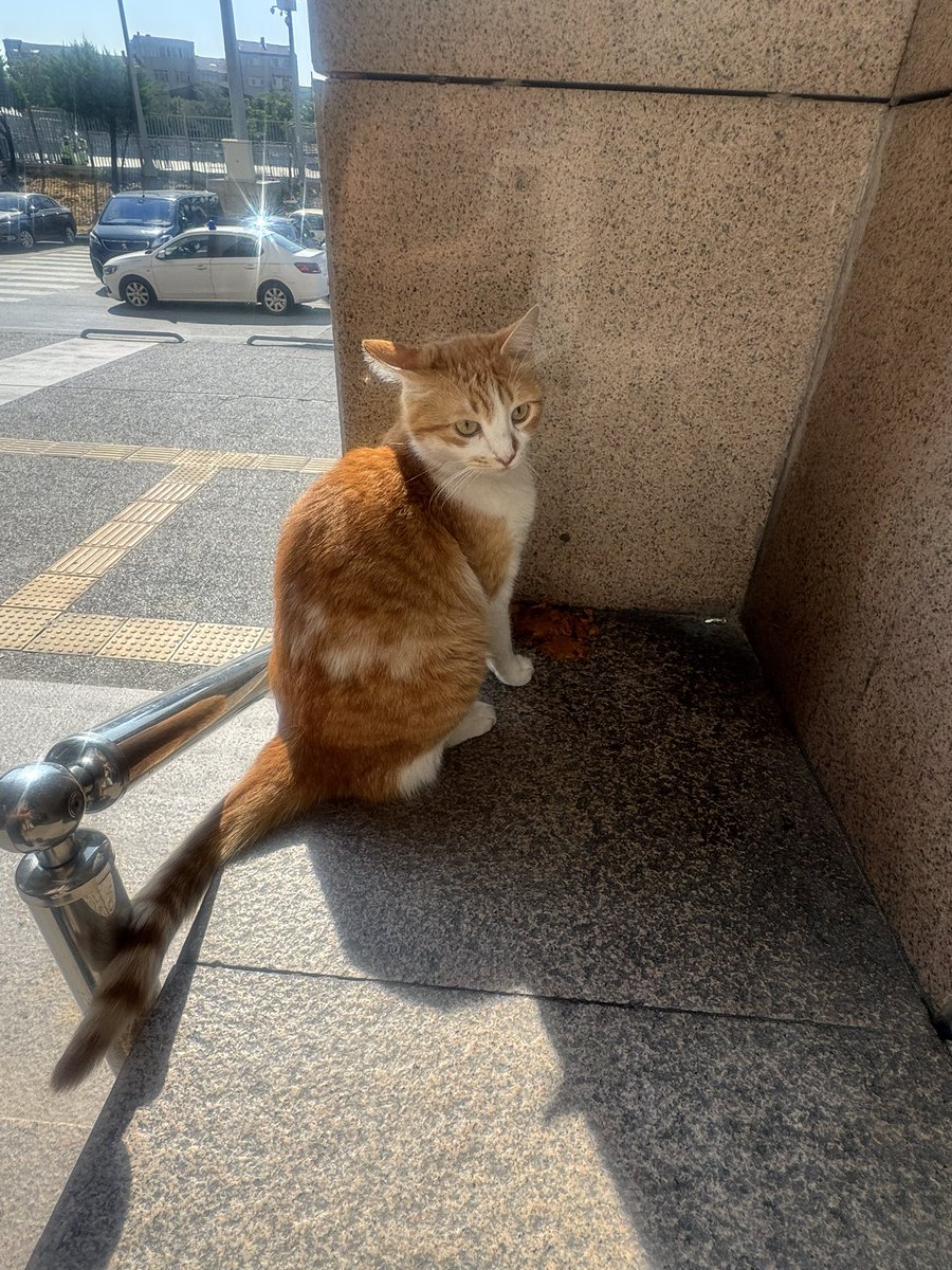 tbshsofia's tweet photo. Çağlayan adliyesindeki güzel ☀️🧿 https://t.co/P68yuBkpE9