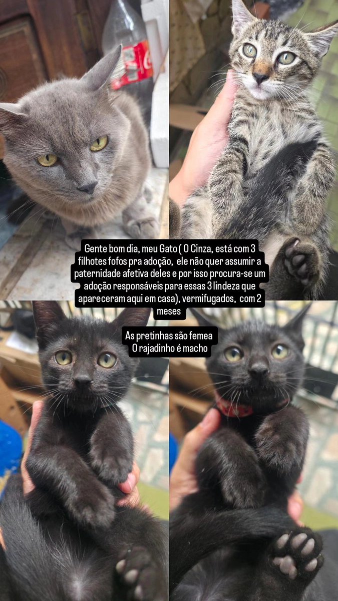 coffee_dft's tweet photo. Gatinhos fofos par adoção responsável cuida que são as coias mais lindas e fofas 🤩 https://t.co/Yw4D2I6yIr