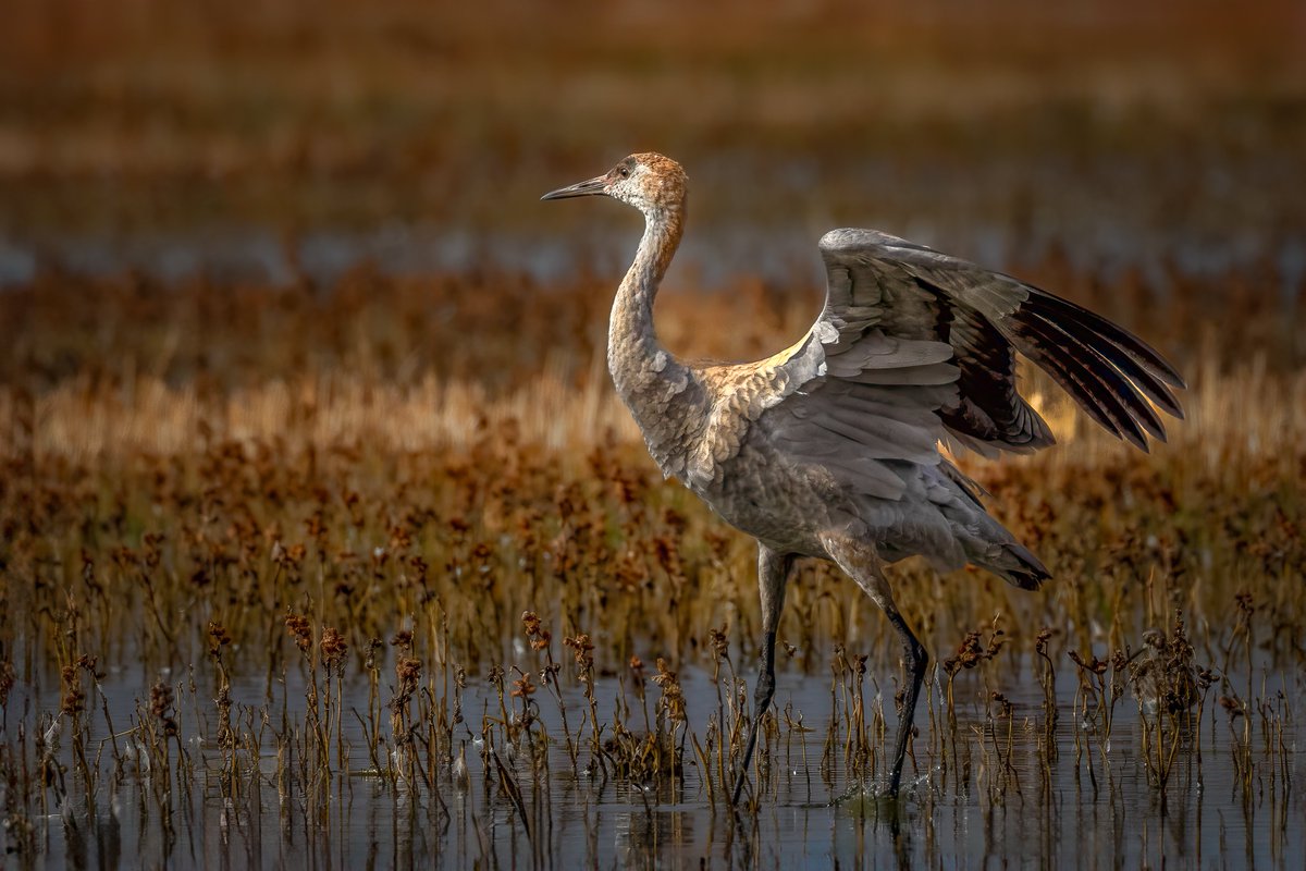 aHeartSoFull's tweet photo. Today's Photo Challenge: LARGE BIRDS
Quote it or Share it ๐
1) American White Pelican
2) Great Blue Heron
3) Sandhill Crane
4) Great Egret
#PhotoChallenge #LargeBirds #BirdPhotography https://t.co/ygSQJ2B9H5