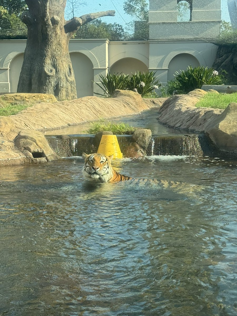 MikeTheTiger's tweet photo. Just a Tiger. In his pool. Staying cool. https://t.co/uPXo6040jD