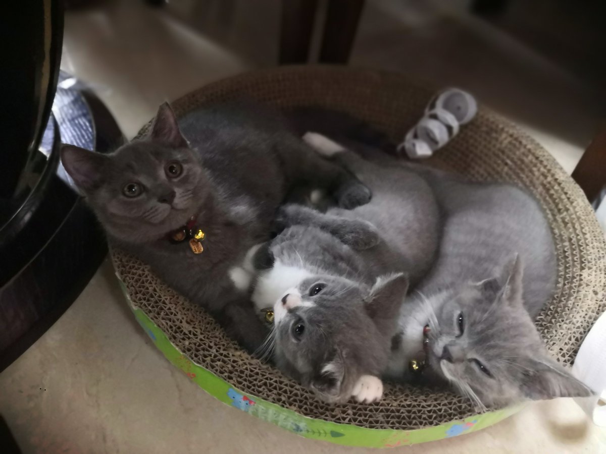 flyingmoon48005's tweet photo. 😻 https://t.co/IlnVXH6vY6