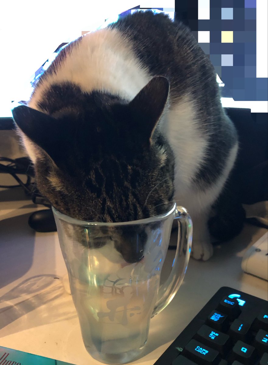 abcdbd15's tweet photo. 自分の水があるのに人のやつ飲むな🐈 https://t.co/sxBGFDYAGh