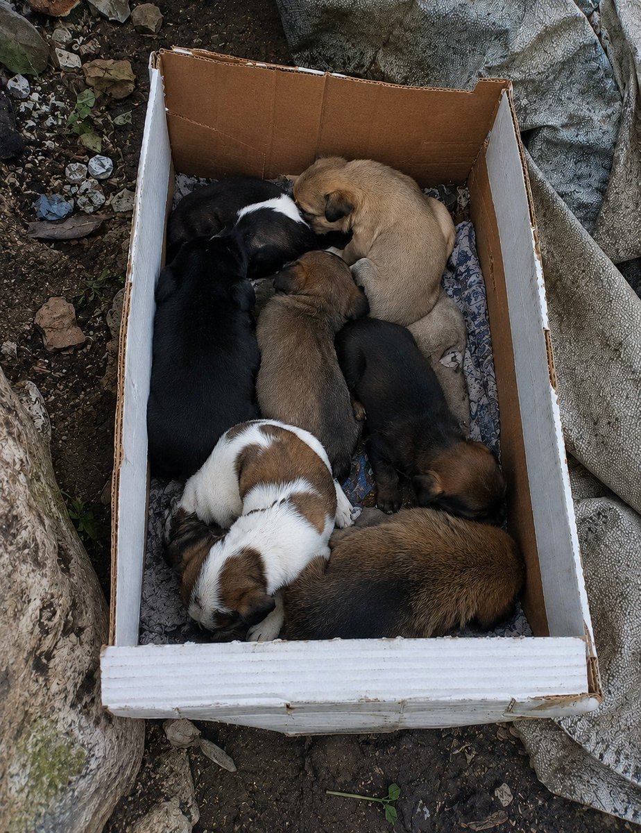 patitas_budgeok's tweet photo. AYUDA NO PODEMOS RESCATARLOS SIN AYUDA!  
Son bebés y están en la calle con este frío. Los tiraron a la basura ❤️‍🩹Necesitamos traerlos de Merlo a Lanús.
DIFUNDIR.

Faltan juntar $80.000 para el traslado 🙏

MP: PATITASBUDGE
Banco Nación: PATITASBUDGEOK
Titular: Magdalena Cáceres https://t.co/cbqPq1sEND