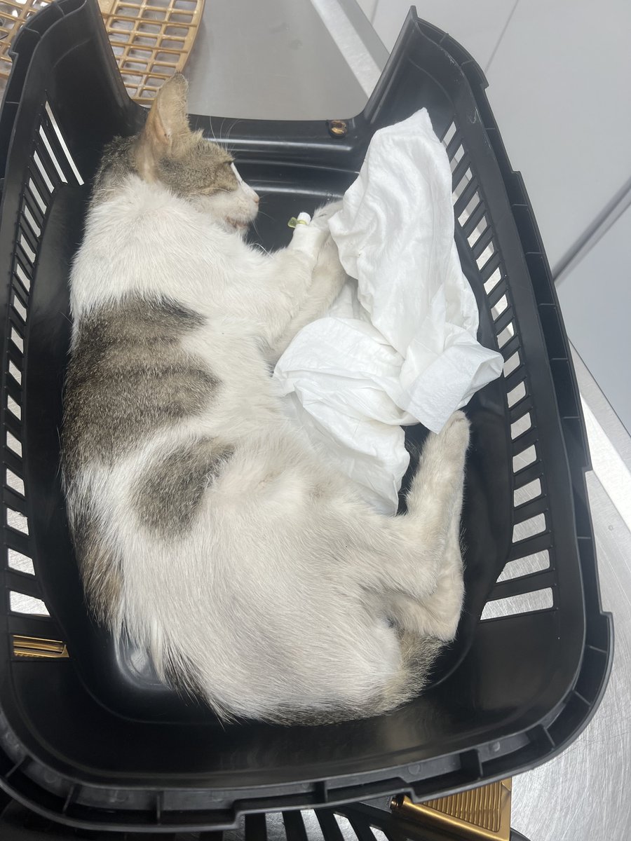 LeydiMucize's tweet photo. Sitemizin kedisi, bir süredir yoktu ortalarda. Az önce besleme yapmaya indiğimde bir deri bir kemik halde buldum, şok oldum. Kaptığım gibi getirdim veterinere, çok ağır enfeksiyonlu, ağzı çok kötü durumda kokudan yaklaşılmıyor. Antibiyotik ve vitamin serumu veriliyor şu an. https://t.co/7oHoewwt77