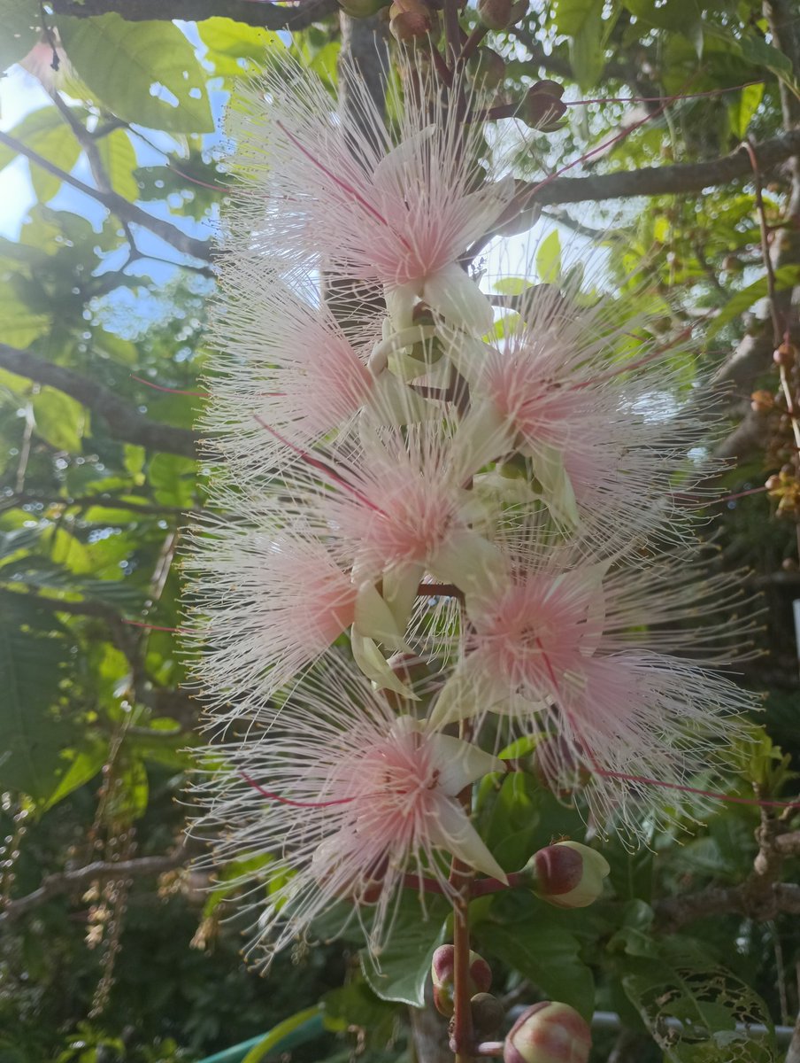 pulupulumerian's tweet photo. 七夕🎋
サガリバナな季節🌼

最近、心身なんだか疲労気味…💦
のんびり　リセットな休日🏠

もうすぐ台風🌀がくるとは思えない…満天の星空🌟
くっきりな天の川🌌
15分くらいで
流れ星🌠3つも見れた⏳
ホタルも飛んでた✨

健やかに穏やかに良き方向に🎋なるとイイナ🌠 https://t.co/tpzYFEHVes