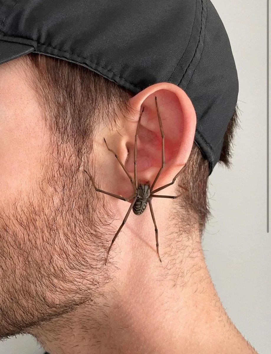BiancoDavinci's tweet photo. spider earrings https://t.co/MScDMonatP