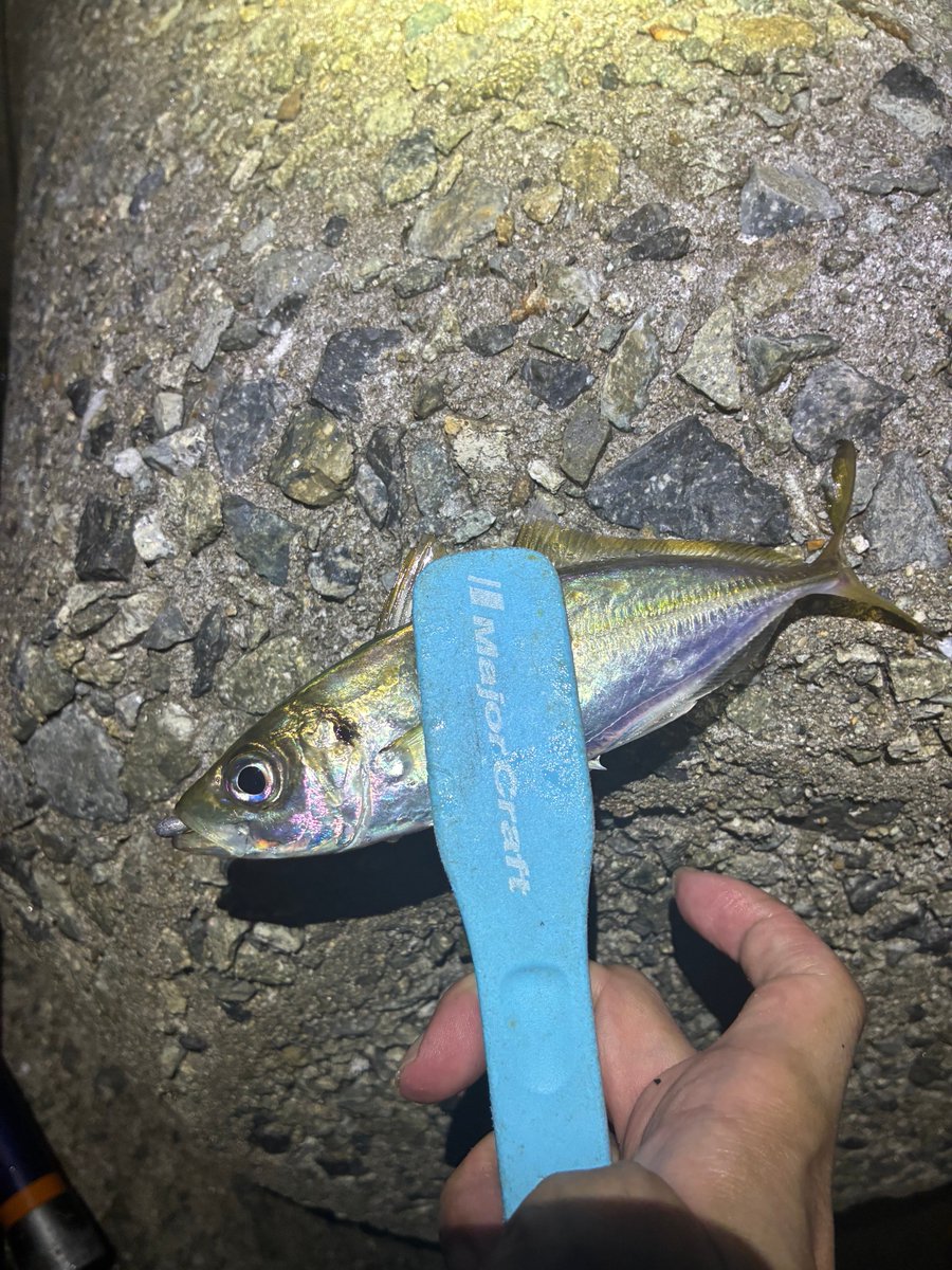 dfr3131's tweet photo. 泉南アジング 
レベリングヘッド小針　0.75g
クリアブルー　アジール　アミライム
アジング 絶不調の中、このサイズでも満足。
テトラ際の表側ただ巻きが正解で、ボトムやタングステンにはなんの反応もなし。 https://t.co/T7yeS3ljBO