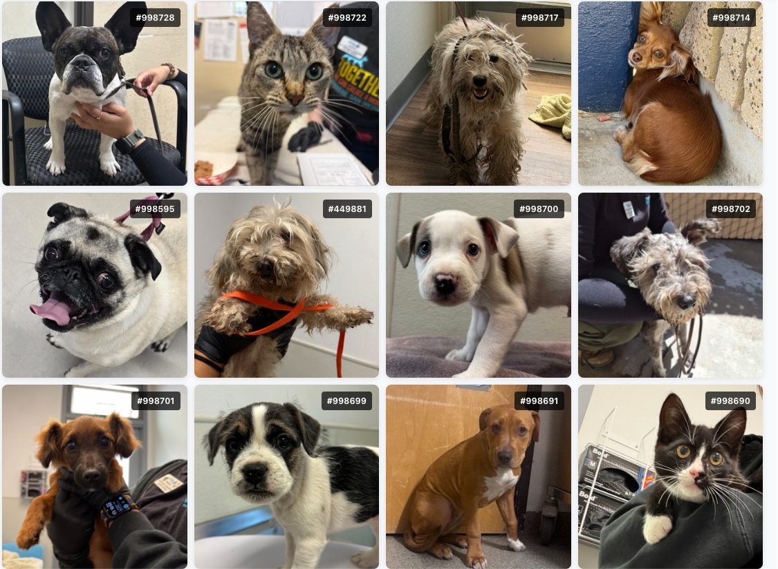 sdhumane's tweet photo. So far, 163 lost pets have come in to San Diego Humane Society since the July 4th celebrations. Only 37 of those pets have been reclaimed by their owners. If you are missing your pet, please check https://t.co/5BRf4X2QA0. Reclaim fees are waived through July 7. https://t.co/p1ItJD324f