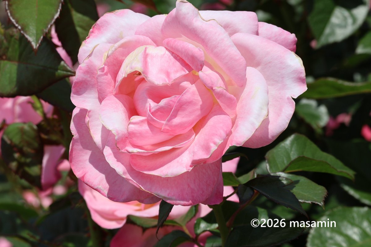おはようございます🤗 #バラ （薔薇）'オードリー・ヘップバーン' Rosa