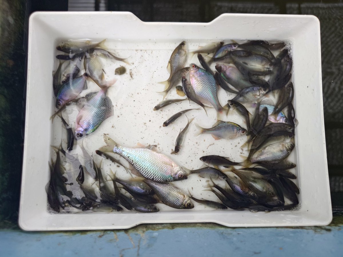 rotary78's tweet photo. エグい程釣れたでやんす
#タナゴ
#タナゴ釣
#夢工房東 https://t.co/VtMIq7XEXV