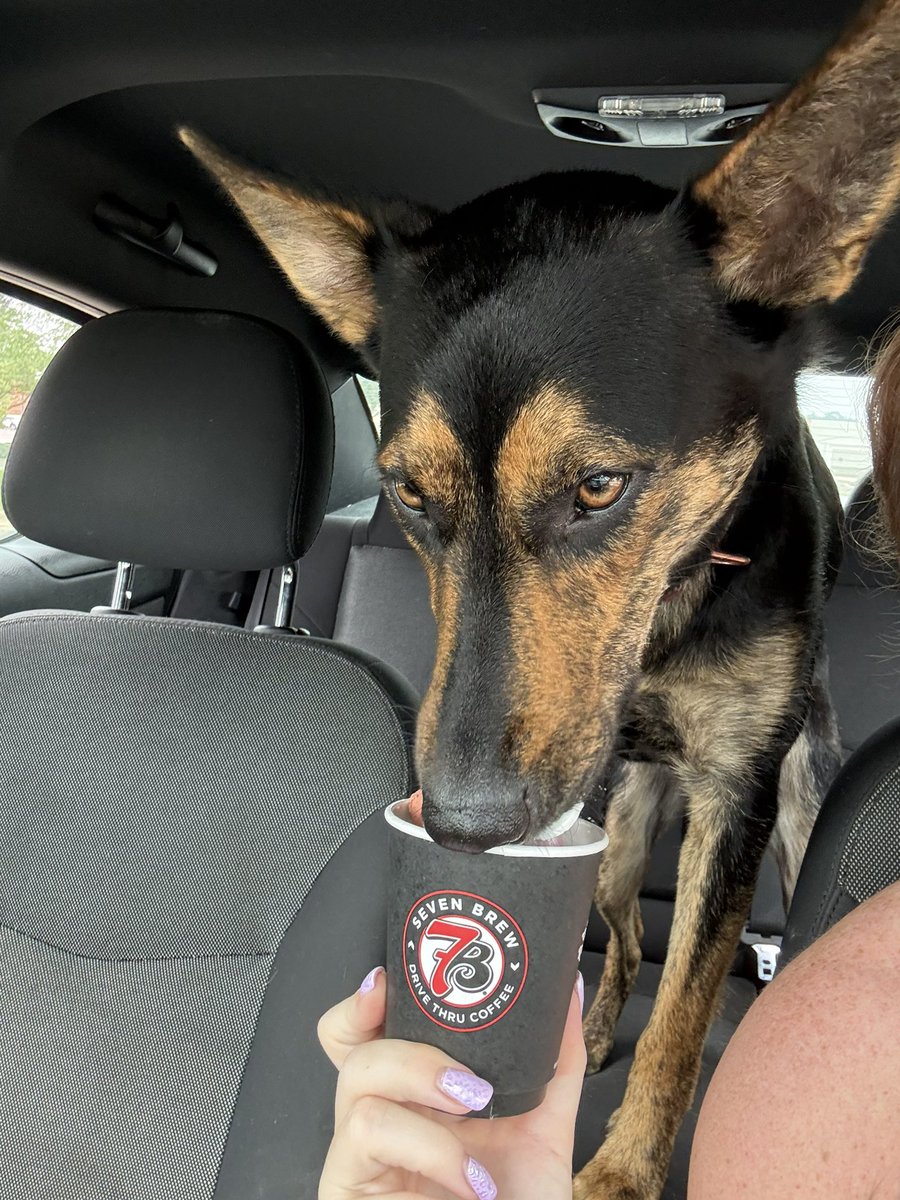 nevaehOi4k's tweet photo. Dunkin will do in a bind, but @7BrewCoffee is where we hang our hearts #Pennny #Pupcup https://t.co/XVQEyeBx4W
