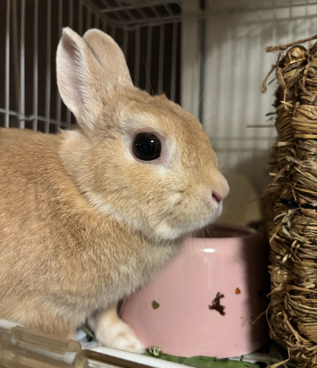 usadegu_house's tweet photo. 🐰7月7日(火)🐰
健康診断が無事終わり一段落￼￼￼￼￼✨￼￼
リバウンドしないよう頑張ります💪

Santaアルク138おすすめ学習中📚
予測スコア870   連続学習20日
#Santaアルク  #毎日Duolingo

🎉今日はペロのお誕生日だよ！🎉
　　　4歳になりました❣️ https://t.co/GzCYEleowc