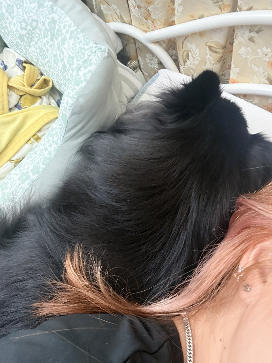 1chan0206's tweet photo. 洗濯待ちでゴロゴロしてたら腕の中に入ってきて寝るし、寝ようとベット行ったら頭にベッタリだしかわいすぎﾝｺﾞ。おら社畜だけど会社のためには生きてねーんダナ。イッヌを養うために生きてるんダナ https://t.co/tcR45zr3q0