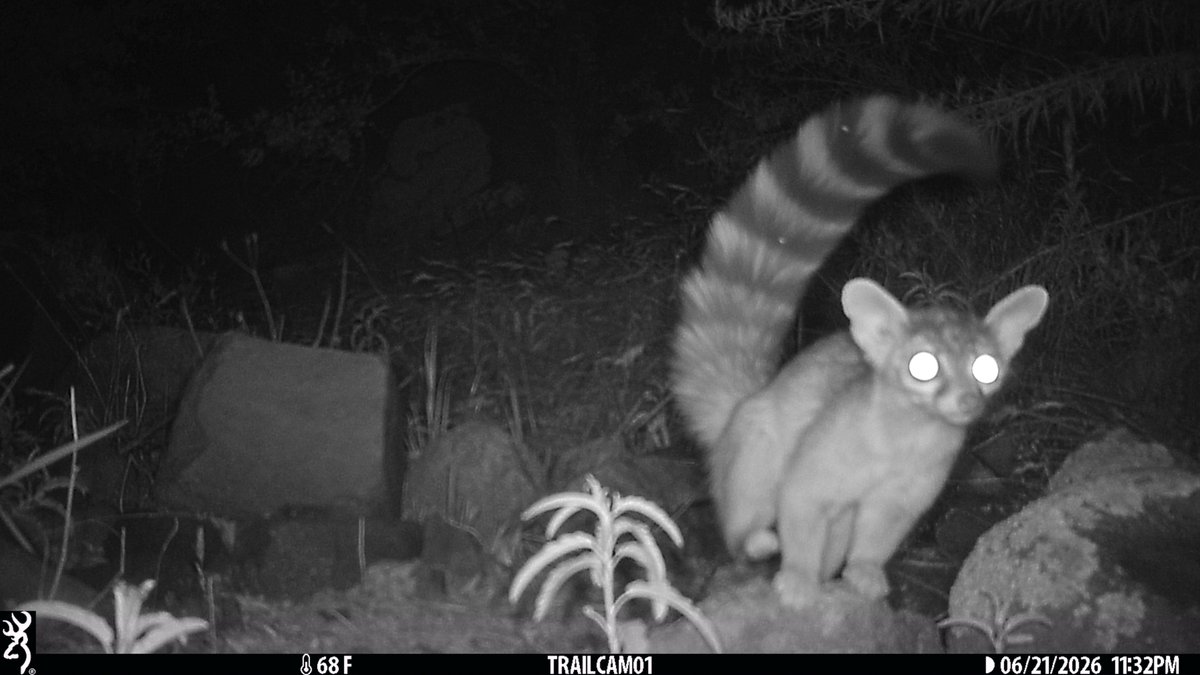 CrytzerFry's tweet photo. Got some of the best #ringtail shots we've ever gotten in this series 

(It was hard to pick a favorite ... about 5 other great ones. Let me know if you want to see them!)

#cameratrap #SkyIslands #GaliuroMountains https://t.co/SuXOkwtlxk