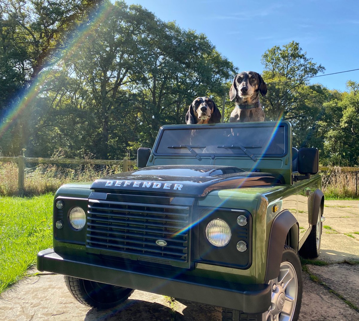 Sausage Dog Hotel tweet media