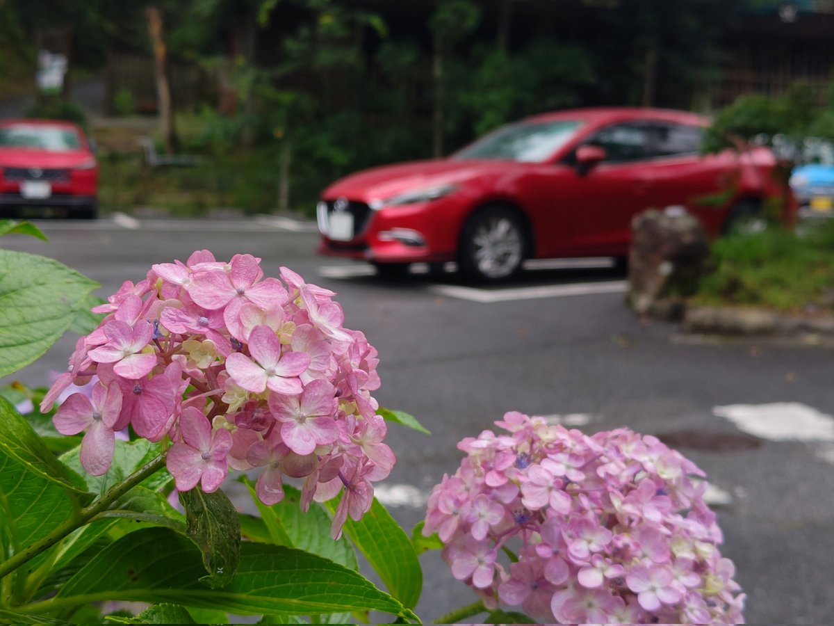 BM5FP_0619's tweet photo. #紫陽花と愛車
#MAZDA #withmazda https://t.co/U0GiKkqBY0