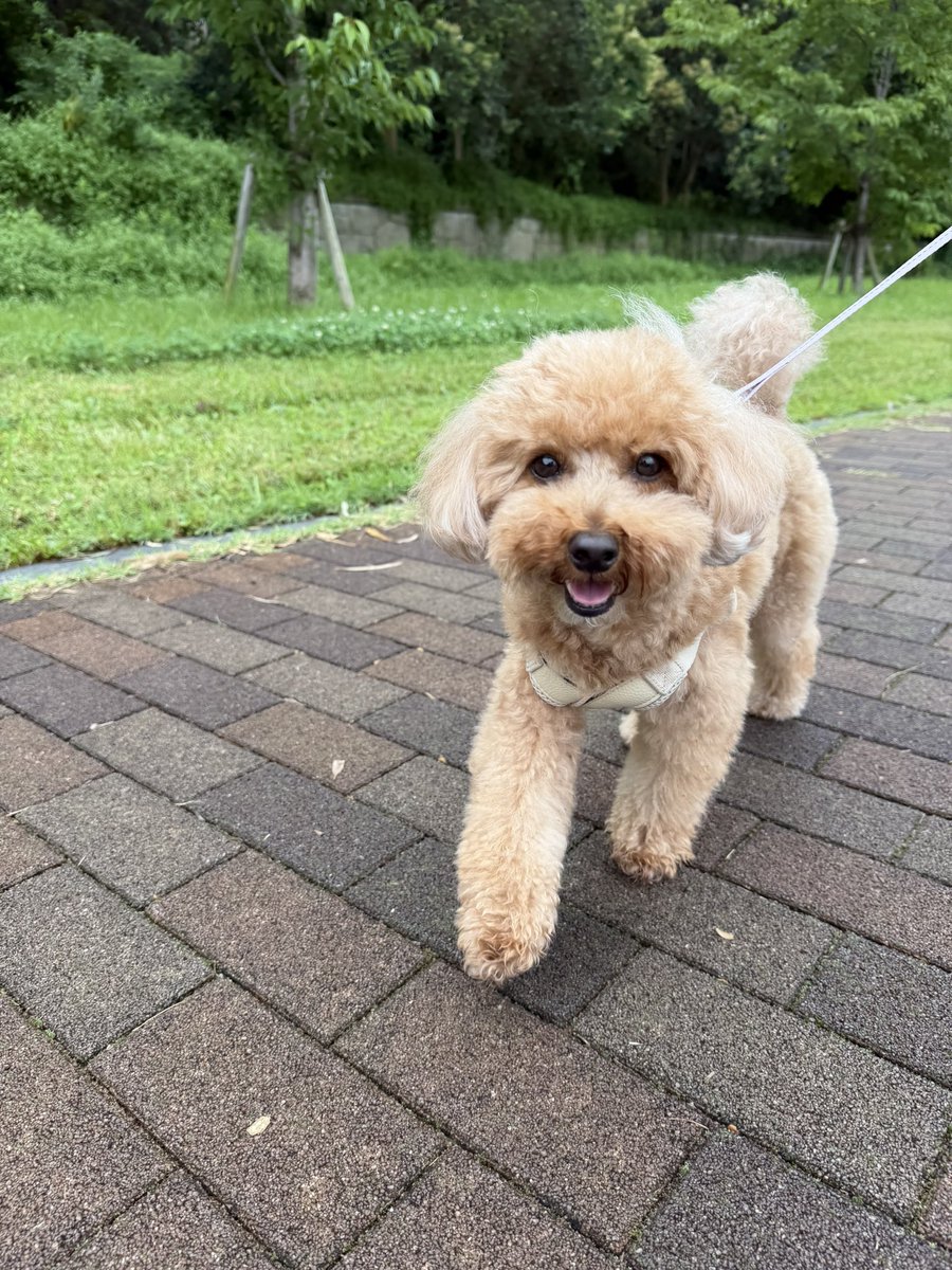 merToyPoodle's tweet photo. ニコニコお散歩♪
この後土砂降りきて地獄😱
#さすが雨女と雨イヌ https://t.co/hEEZKiBa7n