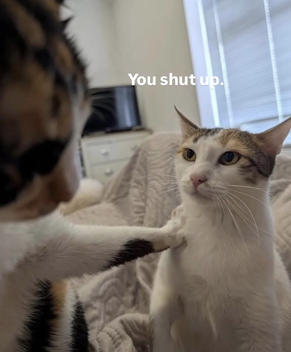 Cat Posted tweet media