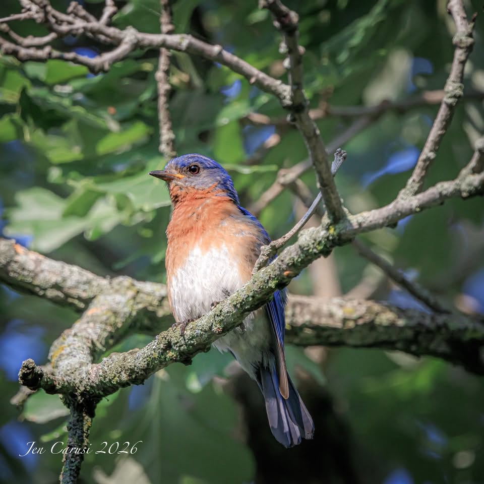 todaysbird's tweet photo. Eastern bluebird.
(Photo courtesy of Jen Carusi)
#birds #NaturePhotography #wildlife #nature https://t.co/wZ6ggbZNHd
