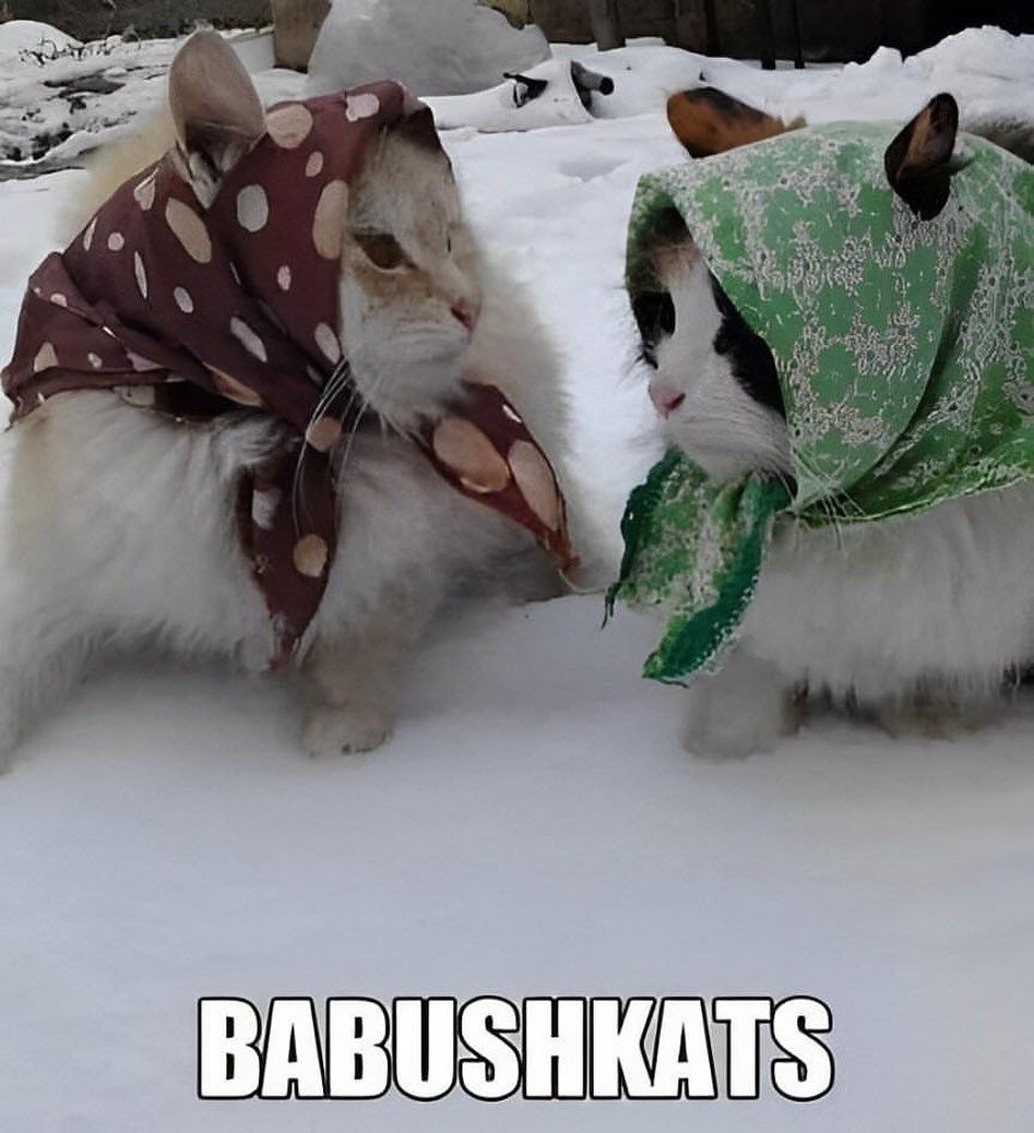 Cat Posted tweet media