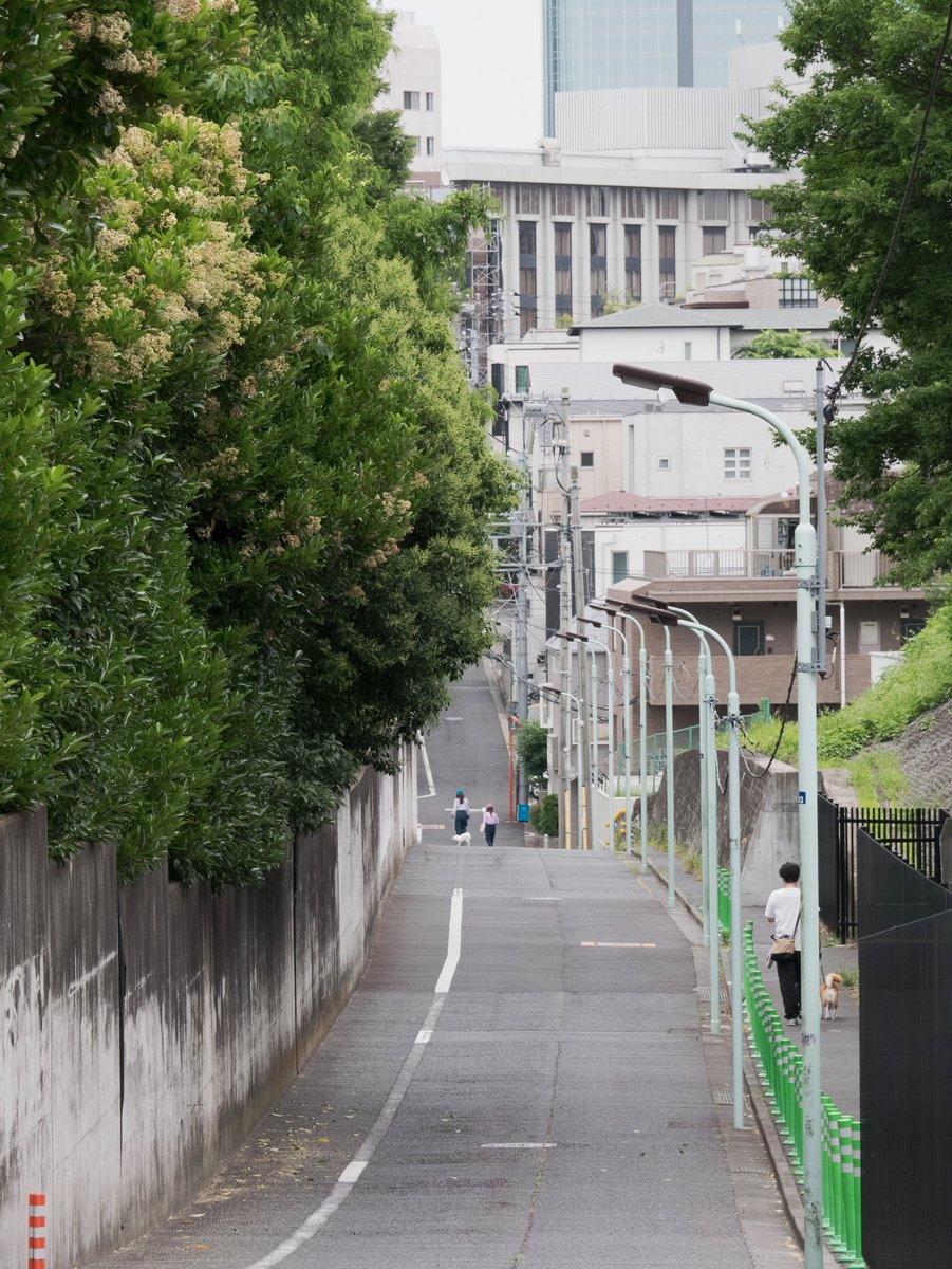 flopdesign's tweet photo. 東京のこういう風景が好き。こういう高低差がやたらあるのが東京だと思ってる。そういう所を犬の散歩でトボトボと人が歩いていたりして楽しい。地方から来るとテレビドラマの映像を見ているような不思議な感覚になる。 https://t.co/ZRUkwh1FmJ