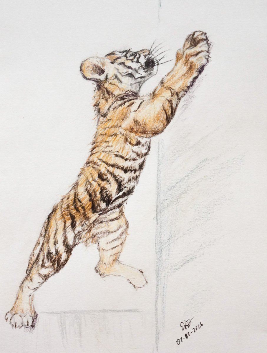 Kat_Drozhdina's tweet photo. Muju's childhood
Muju is naughty 🥳🤣
#Muju #Sumatran_tiger #ムジ https://t.co/0LNrrQUjCJ