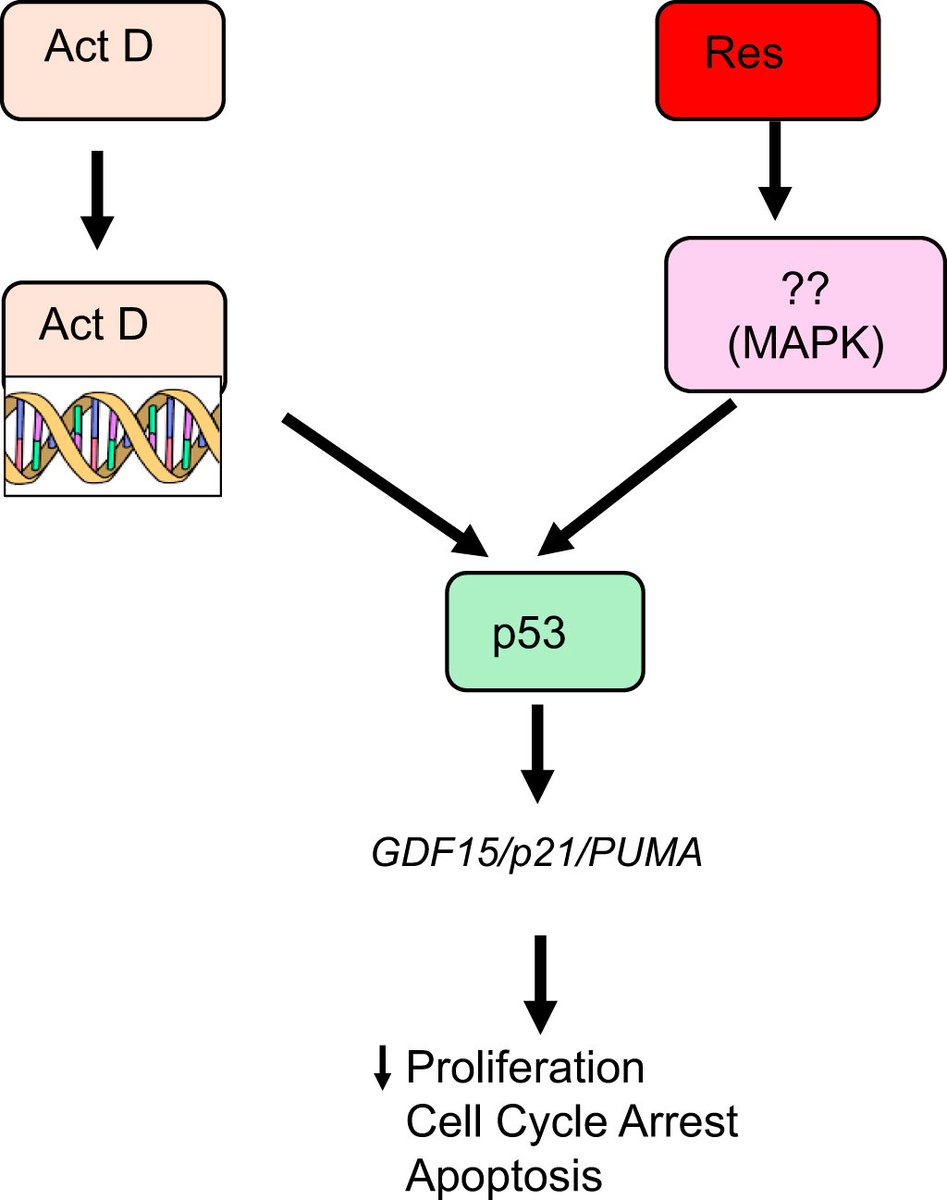 BioChemCellBio's tweet photo. Classic #anticancer #drug meets a natural polyphenol 💊
Researchers investigated combining Actinomycin D with resveratrol and found enhanced #p53 activation, increased expression of p21/PUMA/GDF15, and stronger anti #cancer effects than either agent alone
https://t.co/gUiwrx47vY https://t.co/MXwmc7I7OM