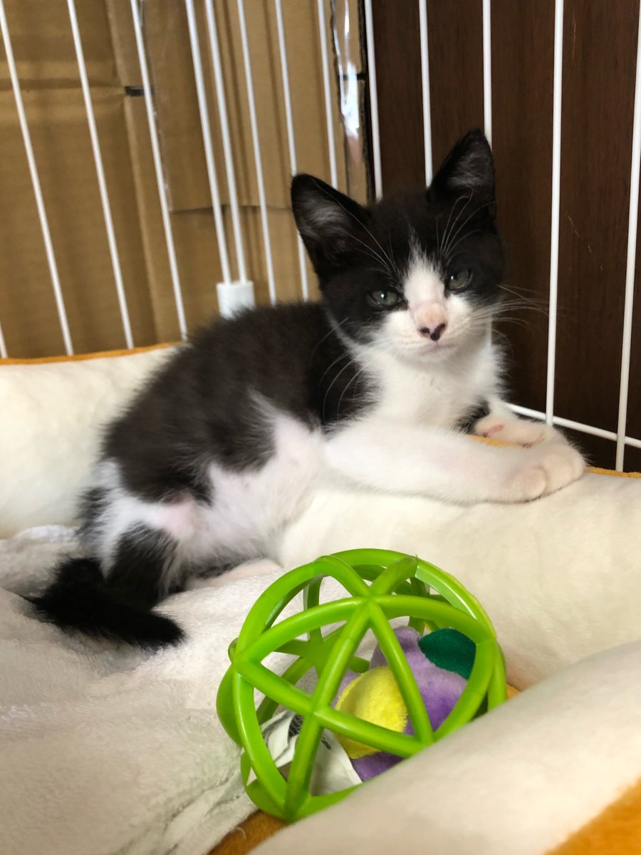 Sandora_0320's tweet photo. 今日はココちゃんの6回目のうちの子記念日です⭐️
立派な猫ちゃんになったにゃー😭

#今日のおココ #白黒ハチワレ 
#今日のむぎちゃん #キジ白
#猫 https://t.co/o8X6sBXjJX