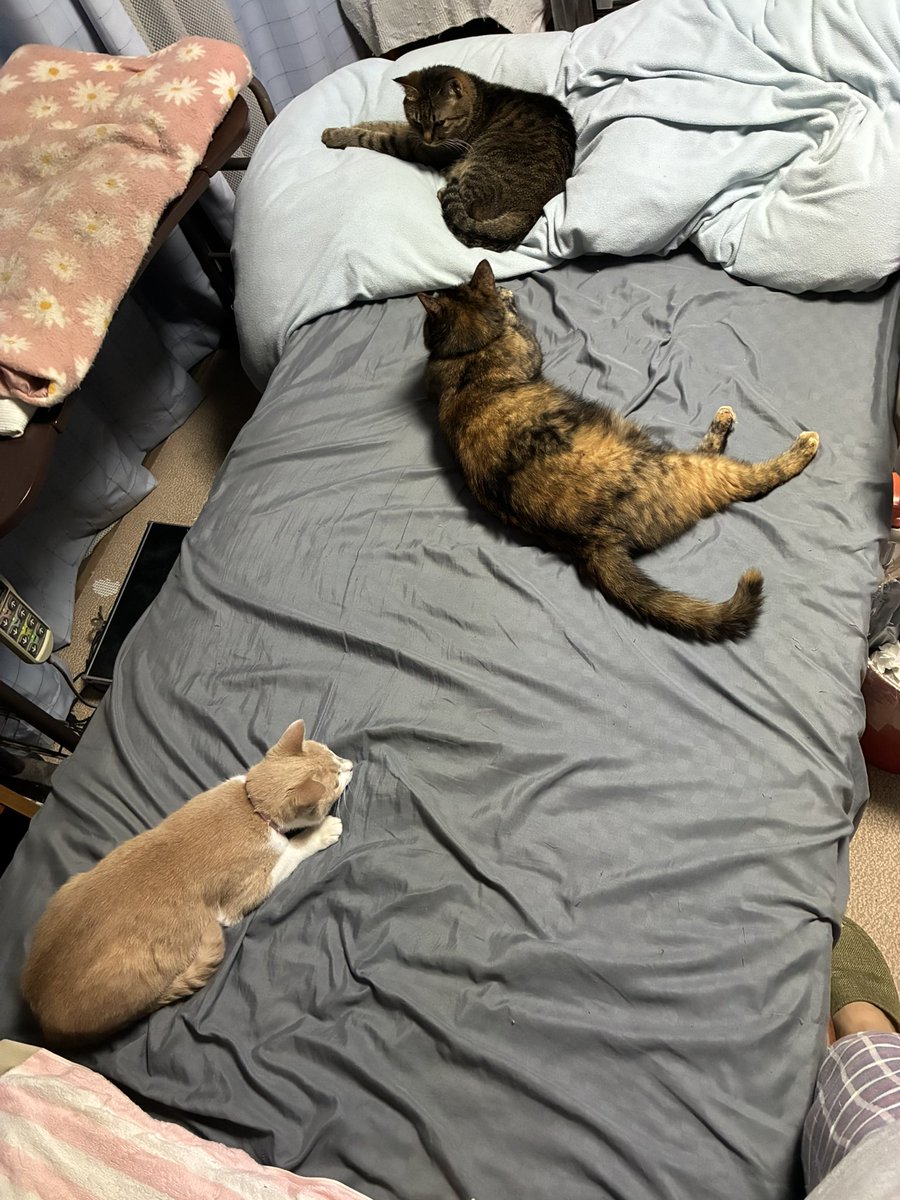 dq_funfan's tweet photo. 寝ようとしたらこう
#猫 https://t.co/lgpPB1e6ae