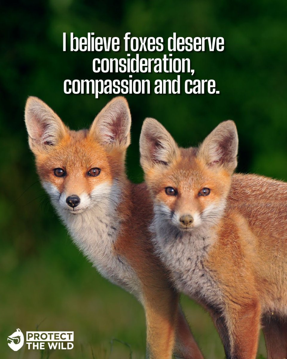 ProtectTheWild_'s tweet photo. Stop hating on foxes, they are trying to survive in an increasingly  unkind world. https://t.co/eV5JCgf5it