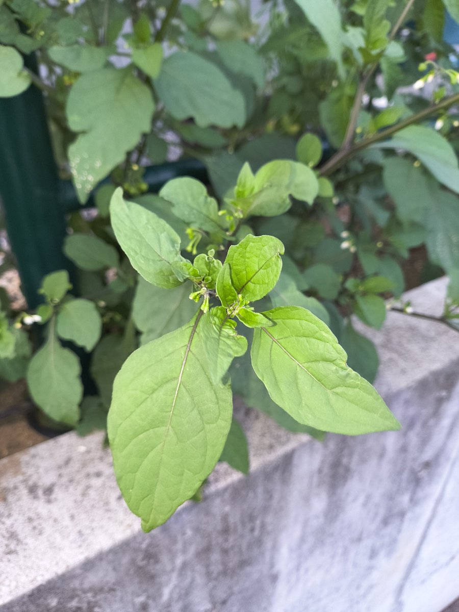 ZXRTZRYZFR1's tweet photo. 植物詳しい方教えて下さい。
枝豆を植えた所に出た植物なんですがどうやっても枝豆には見えません。
こいつは何なのでしょうか？
よろしくお願い致します。
#枝豆
#植物 https://t.co/MV5xHBjOeC