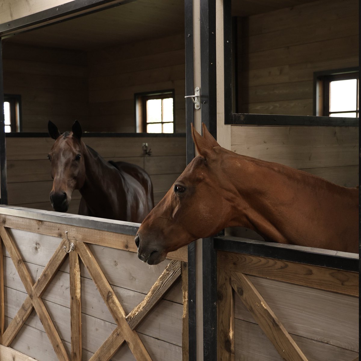fcjuarezoficial's tweet photo. 💚🐴 ¡Buenos días de parte de estas hermosuras! https://t.co/ylaVzaphNN