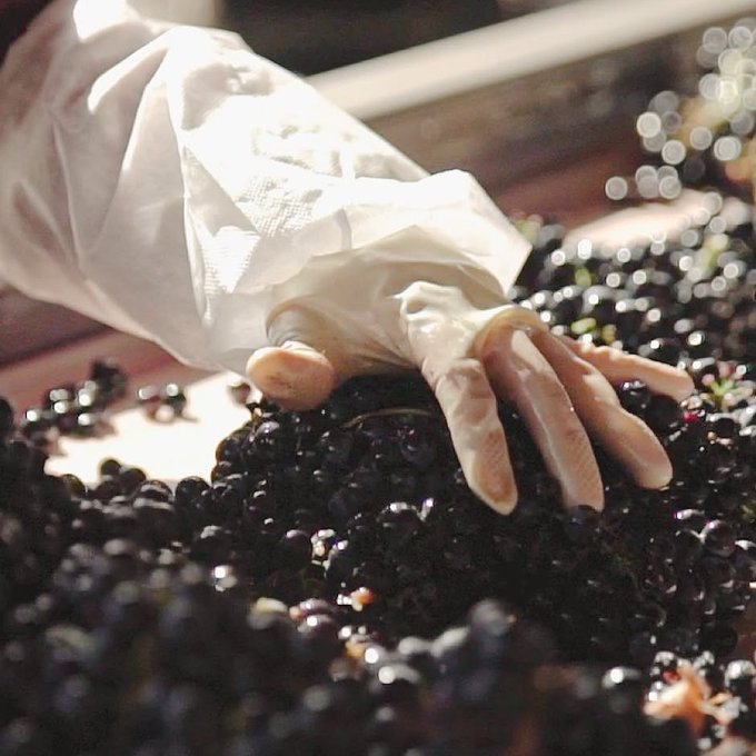 Bodegas_Protos's tweet photo. Cada racimo que llega a nuestras manos es tratado como un tesoro. 🍇 En Bodegas Protos, la magia de la elaboración arranca con una meticulosa selección manual de los frutos. Un proceso artesanal que honra nuestra tradición y asegura la excelencia. https://t.co/60LgLUqHBm