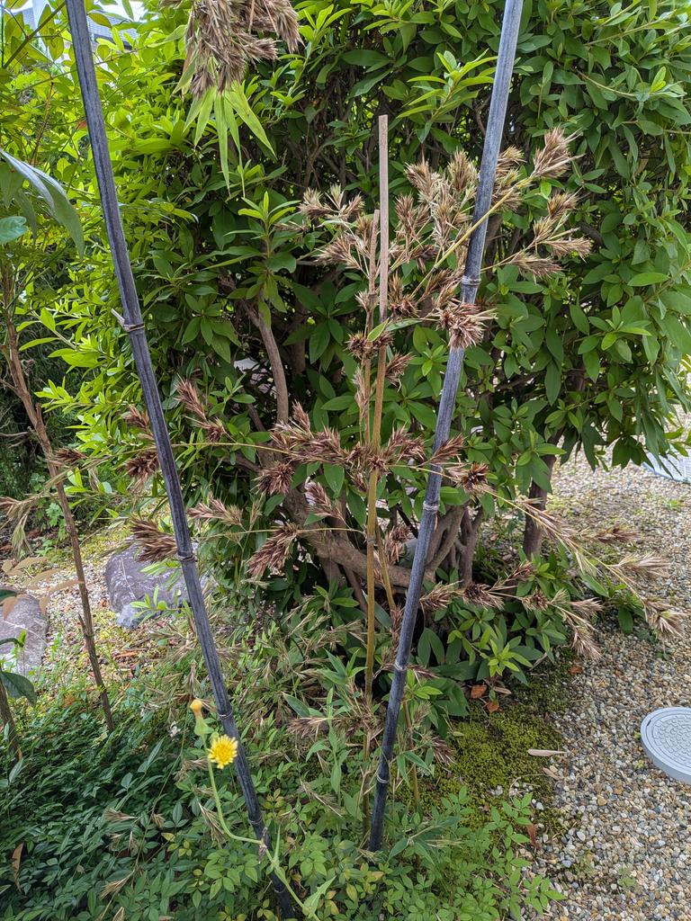 megukurata's tweet photo. 玄関の笹だか竹だか分からない植木。
今年は何か違うなぁと思っていたけれどひょっとして珍しいものだったのかも。
#笹の花 https://t.co/ZlJlBL39NS