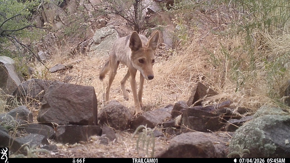 CrytzerFry's tweet photo. Mountain yote at Copper Creek!

#Coyote on #cameratrap. #SkyIslands #GaliuroMountains. https://t.co/lOIo5Cwo0k