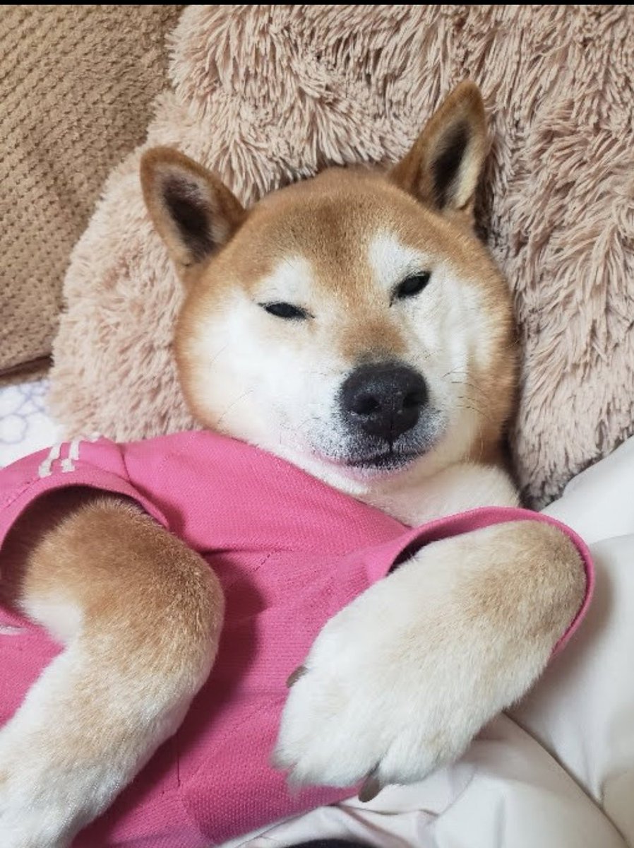 柴のティーさん tweet media