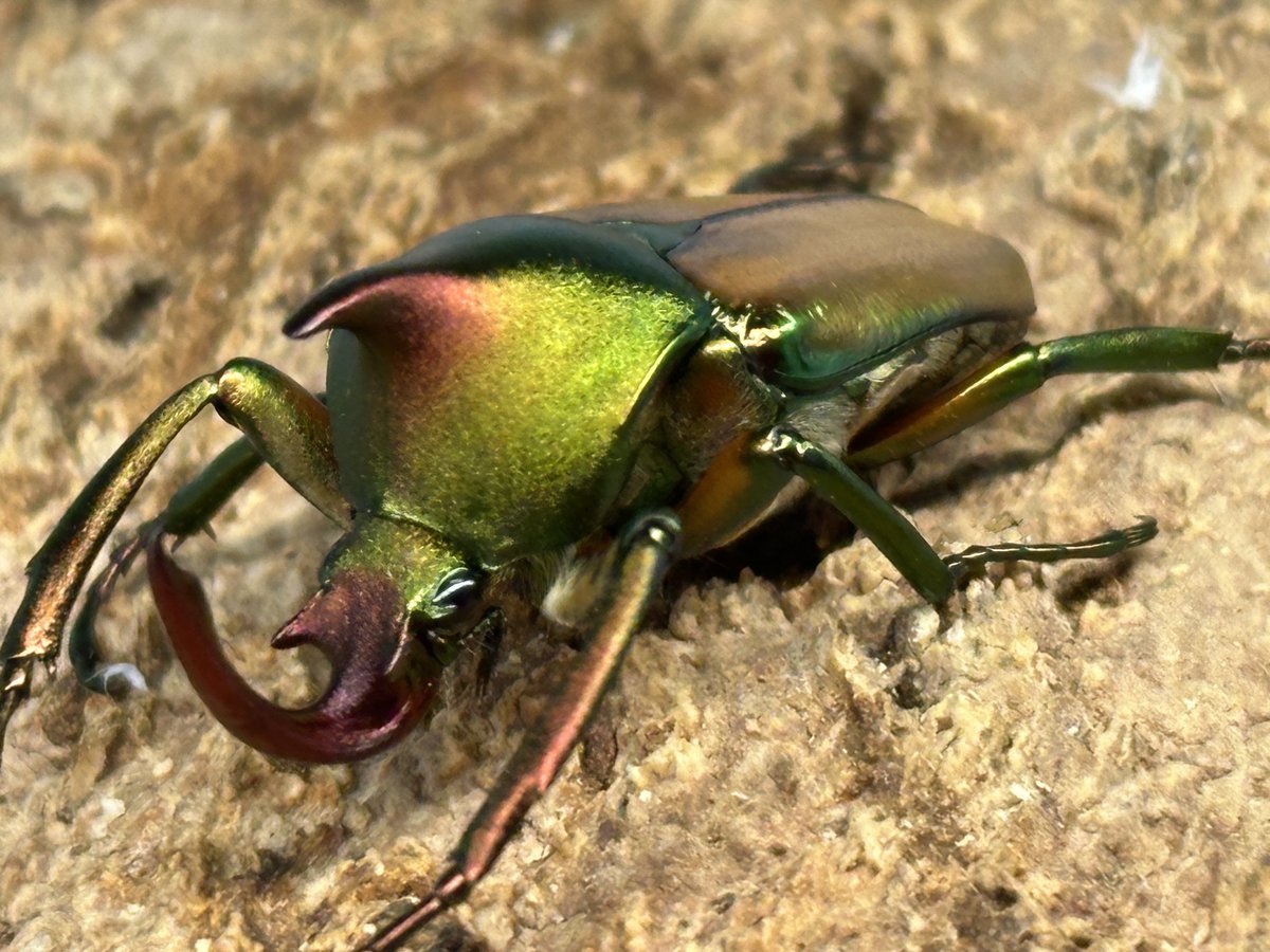 donguri648's tweet photo. ロドリゲスカブトハナムグリの産卵セットから卵が確認できました。

カブトムシのように長い胸角と頭角を持ち、メタリックなボディで、パプキンとグランディスコフキを融合させた様な美しいハナムグリです。

今年も無事産卵できてホッとしました。
まだまだ元気なので2セット目を組んでおきました。 https://t.co/ptCAsuL20O