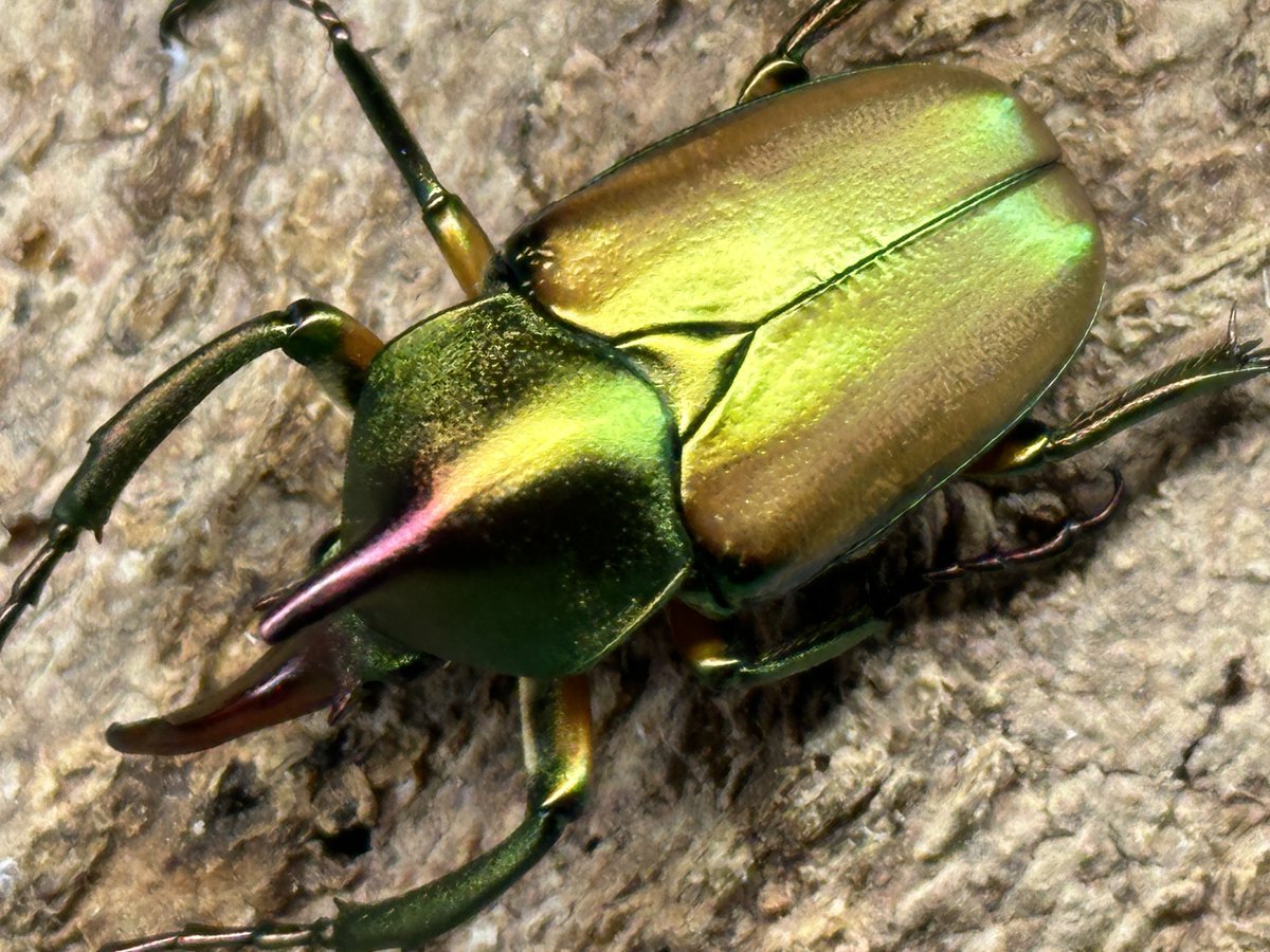 donguri648's tweet photo. ロドリゲスカブトハナムグリの産卵セットから卵が確認できました。

カブトムシのように長い胸角と頭角を持ち、メタリックなボディで、パプキンとグランディスコフキを融合させた様な美しいハナムグリです。

今年も無事産卵できてホッとしました。
まだまだ元気なので2セット目を組んでおきました。 https://t.co/ptCAsuL20O