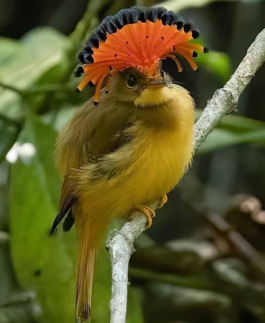 MelsBracelets's tweet photo. Atlantic Royal Flycatcher - Southeastern Brazil #wildlifephotography #wildlife #naturephotography #naturebeauty #NatureLovers #birdphotography #birdlover #birding #birdwatching #atlantic #royal #flycatcher #southeastern #brazil #southamerica https://t.co/CgevJNV0u0