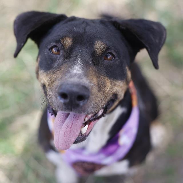 pups_in_need's tweet photo. SanAntonioACS,TX
🐾DAISY
Female
🌼Pet id - A815193
🆘️AT RISK TODAY, 7/7
3 years
Medium size
Joyous, loving, friendly
#adopt
#rescue
📧
acsadoptions@sanantonio.gov
acsrescue-foster@sanantonio.gov
Fosters get free pet food, vet care
https://t.co/Zsraf5bJGt https://t.co/RTNAGikkDJ