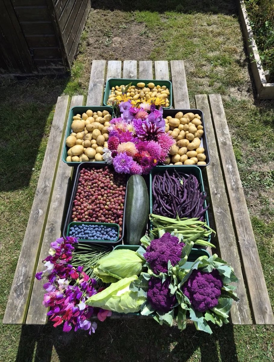 GrowWithKG's tweet photo. Wonderful! Check out this haul from Kitchen Garden Magazine followers father and son team Harry &amp; Simon!

Keep those photos coming... https://t.co/SexHTeh3P9